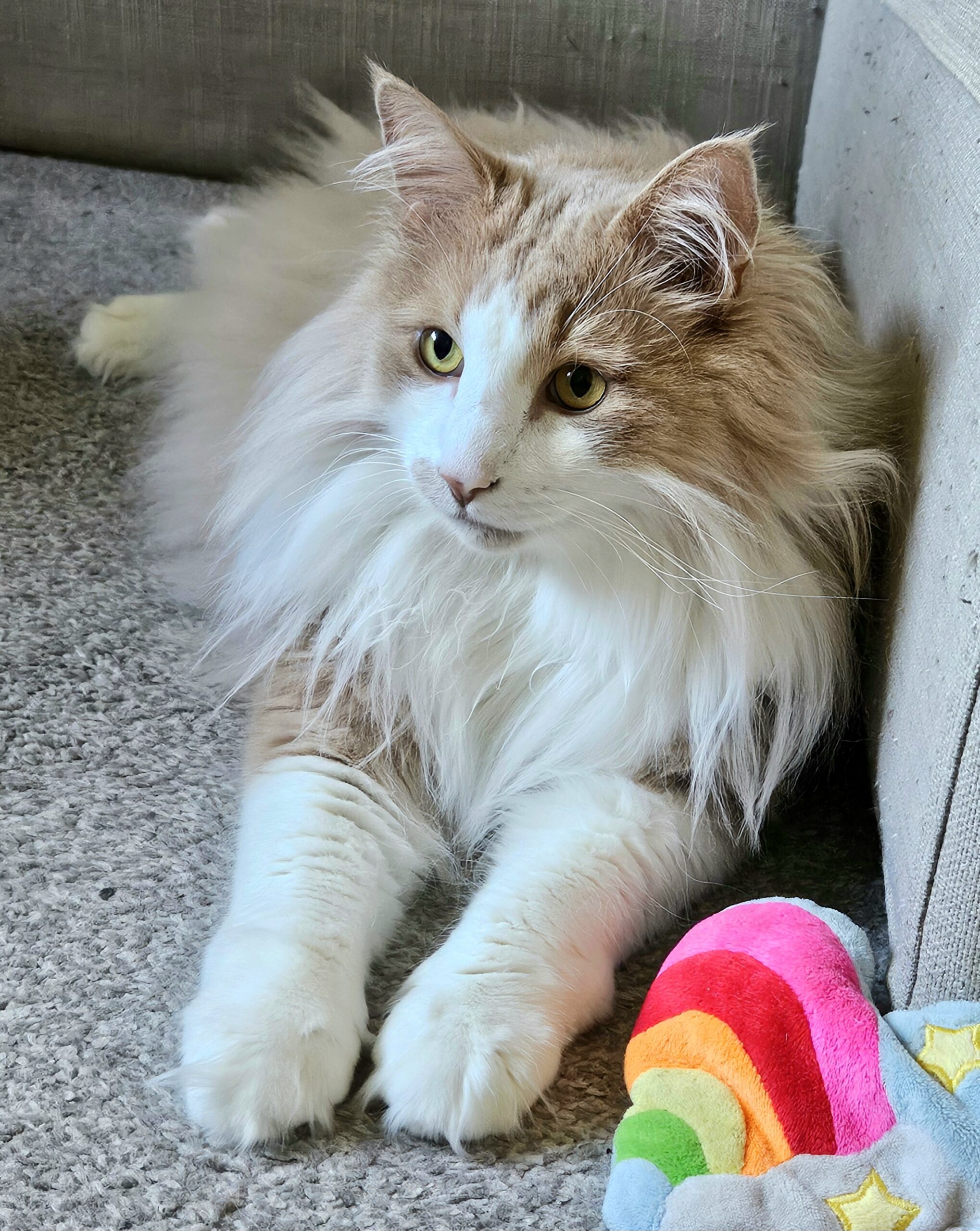 Norwegian Forest Cat