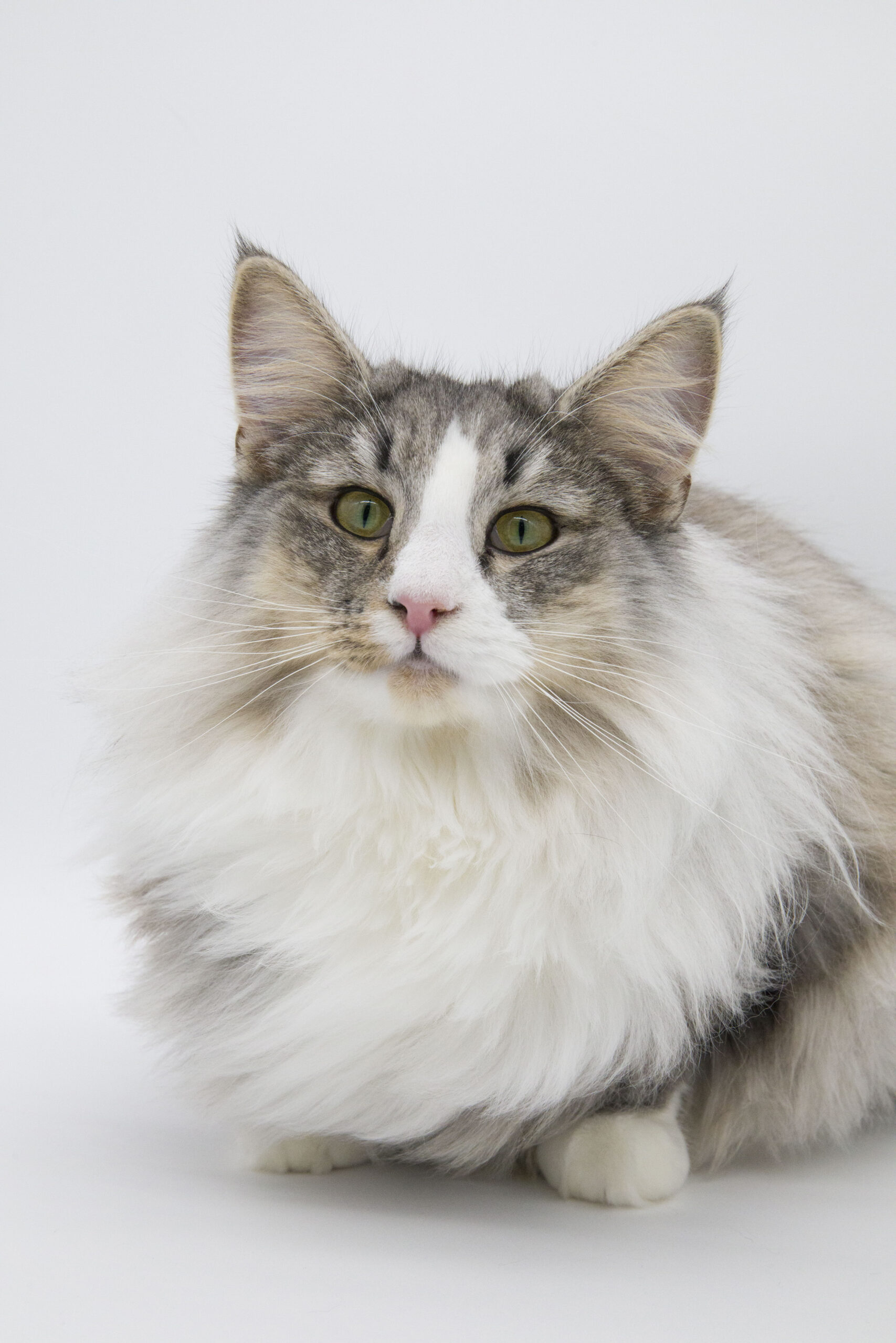 Norwegian Forest Cat