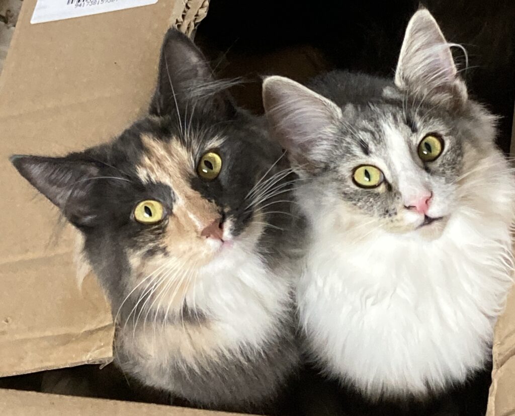 A pair of Norwegian Forest Cats together