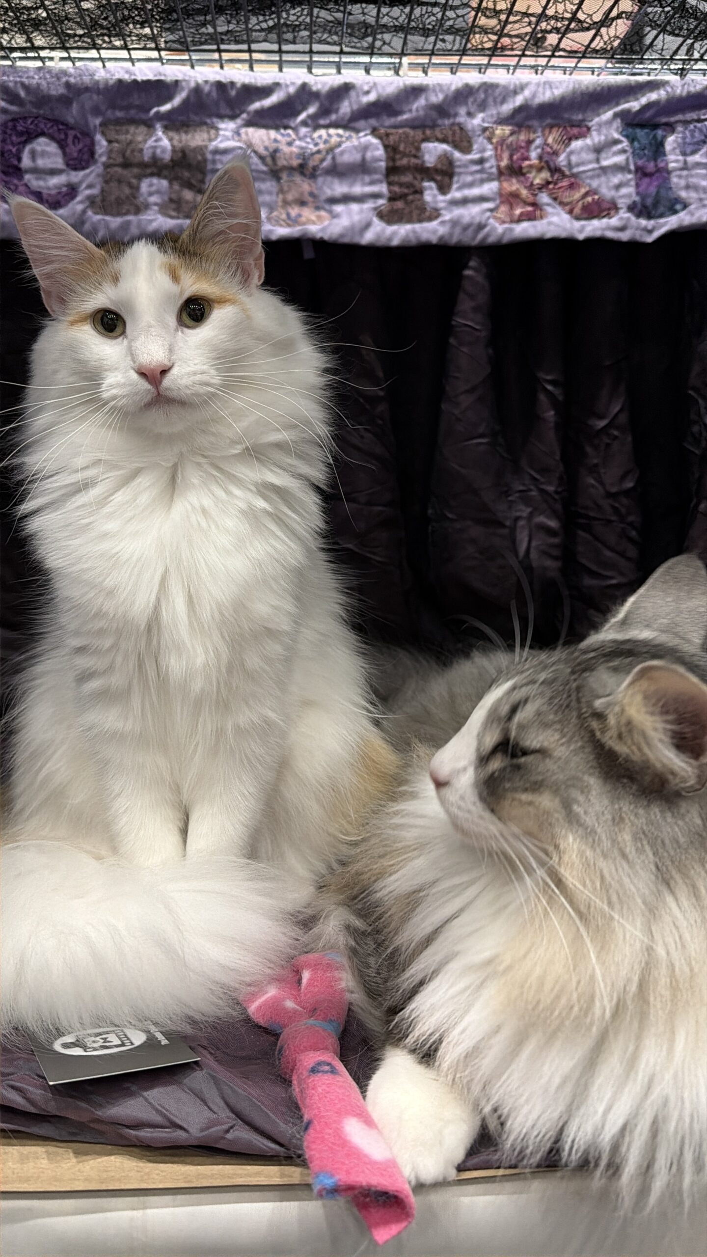 Norwegian Forest Cat