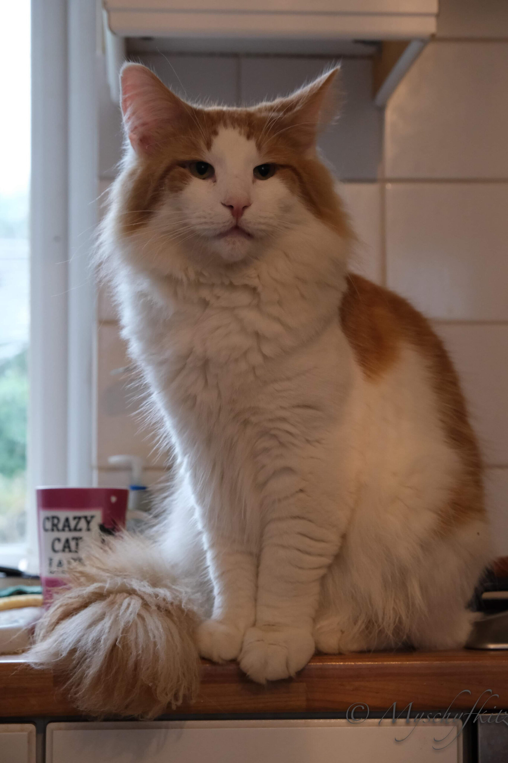 Norwegian Forest Cat