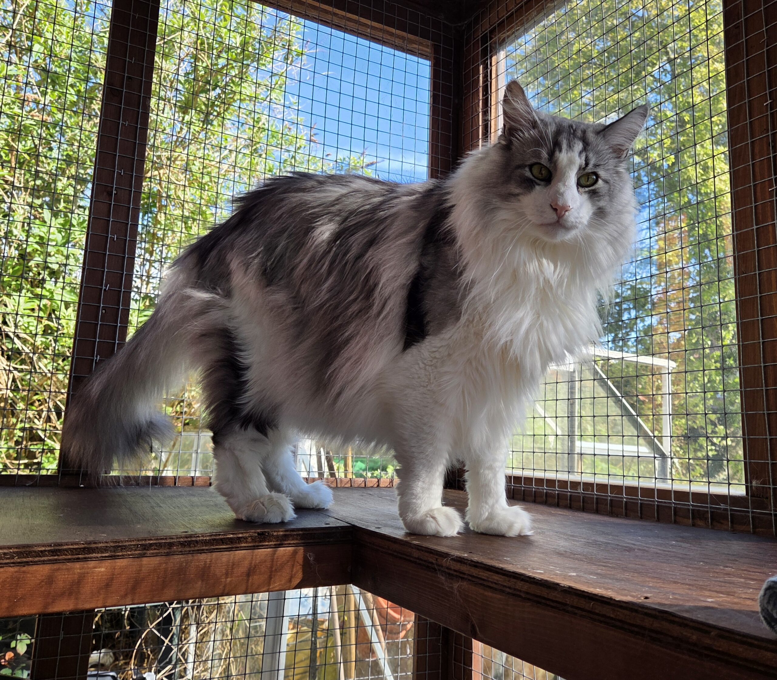 Norwegian Forest Cat