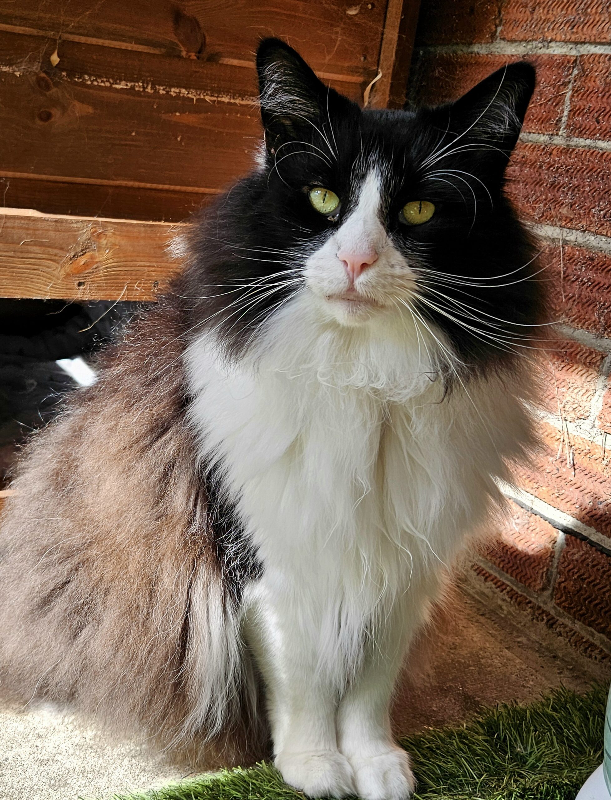Norwegian Forest Cat
