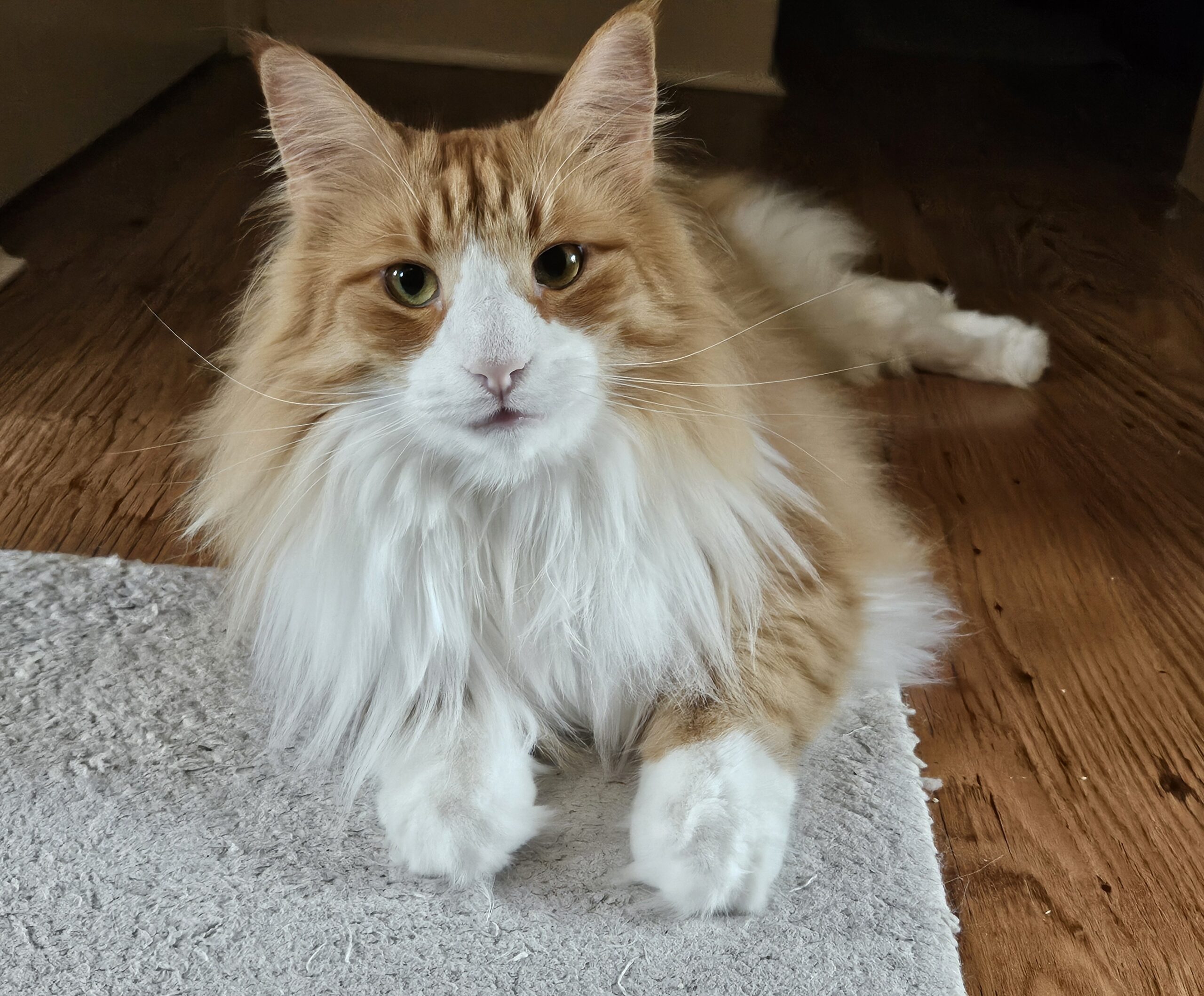Norwegian Forest Cat