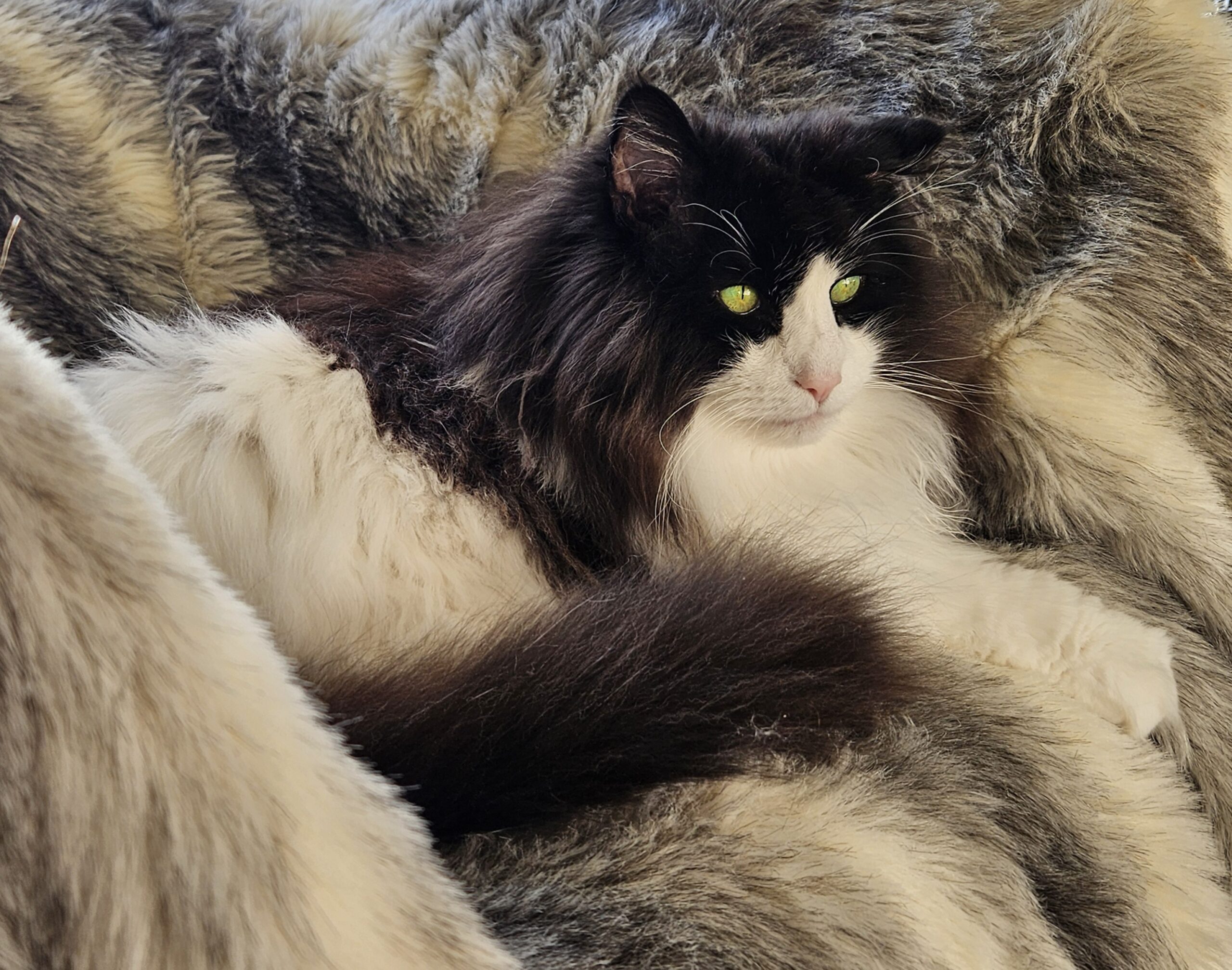 Norwegian Forest Cat