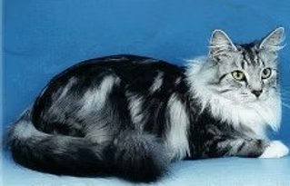 Grand Champion Athene av Heddalsasen