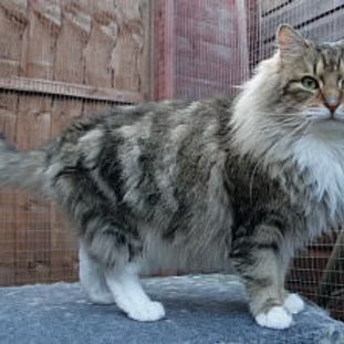 Imperial Grand Champion Coscathas Leo