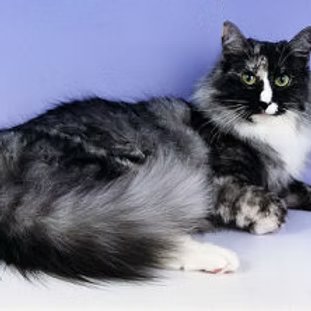 Imperial Grand Champion Dayjoy Titania (Poppet)