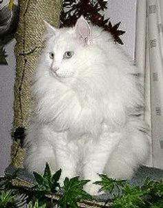 UK Grand Premier / Champion Klatringkatt Merlin