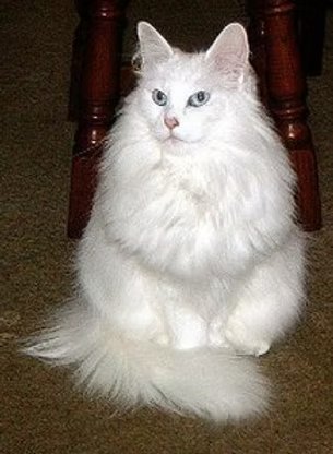 UK Grand Champion Kyrrekatt Claire