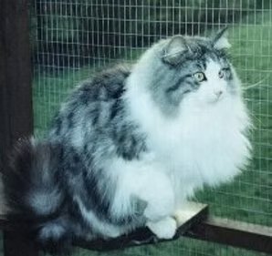 UK Grand Premier Maysula Helenya (Maisie)