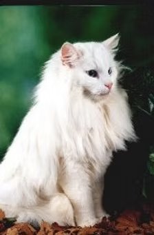 CH. Skovmus Felis Jubatus (Mouse)