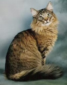 Grand Champion Hoejmarken's Goliath