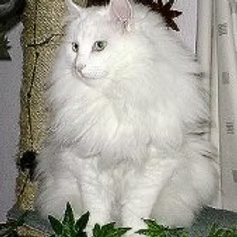 UK Grand Premier Klatringkatt Merlin
