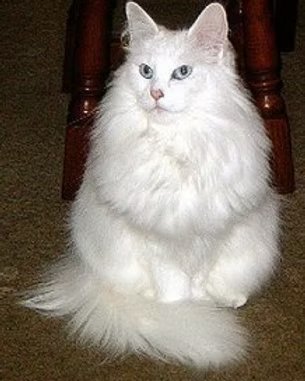 UK Grand Champion Kyrrekatt Claire