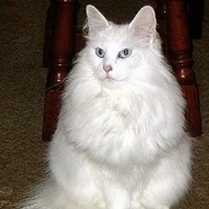 UK Grand Champion Kyrrekatt Claire
