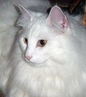 Grand Champion & Grand Premier Kyrrekatt Harald Fairhair