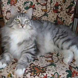 UK Grand Premier Nordlys Athanasias (Athos)