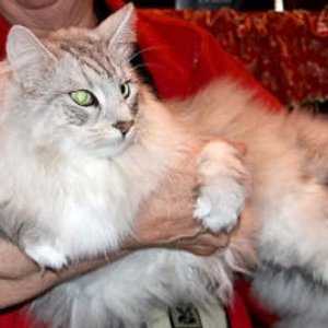 UK and Imperial Grand Premier Nordlys Giselle (Leah)