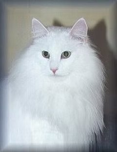 Grand Champion / Grand Premier Tindrende Phantom
