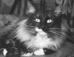 Grand Champion Volsung Romulus