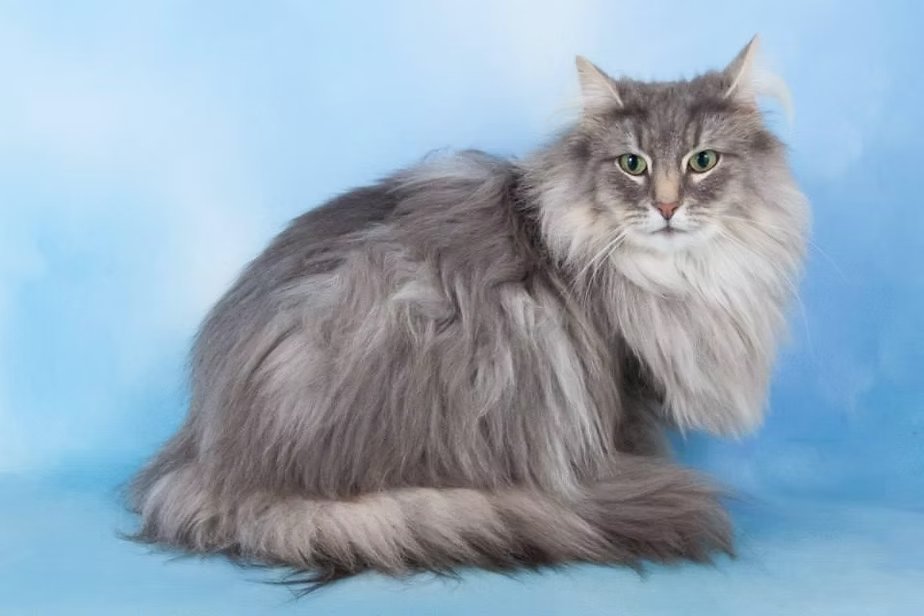 Grand Champion & Grand Premier Zelandonii Arwen