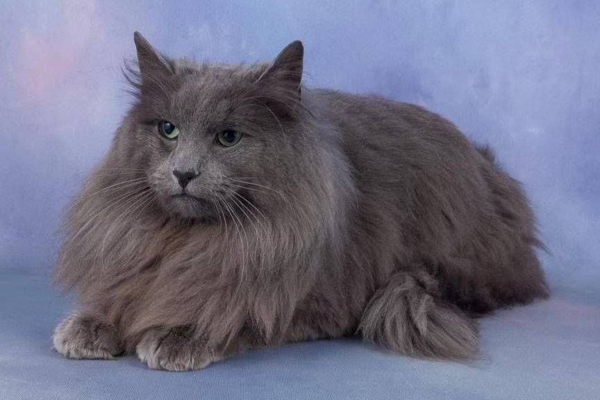 Grand Champion Zelandonii Blue Oski