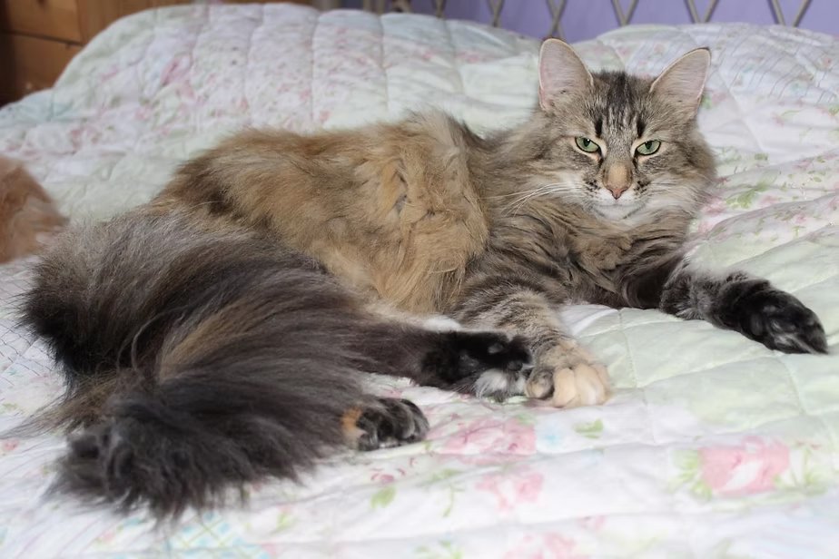 Grand Champion Zelandonii Minnie the Minx