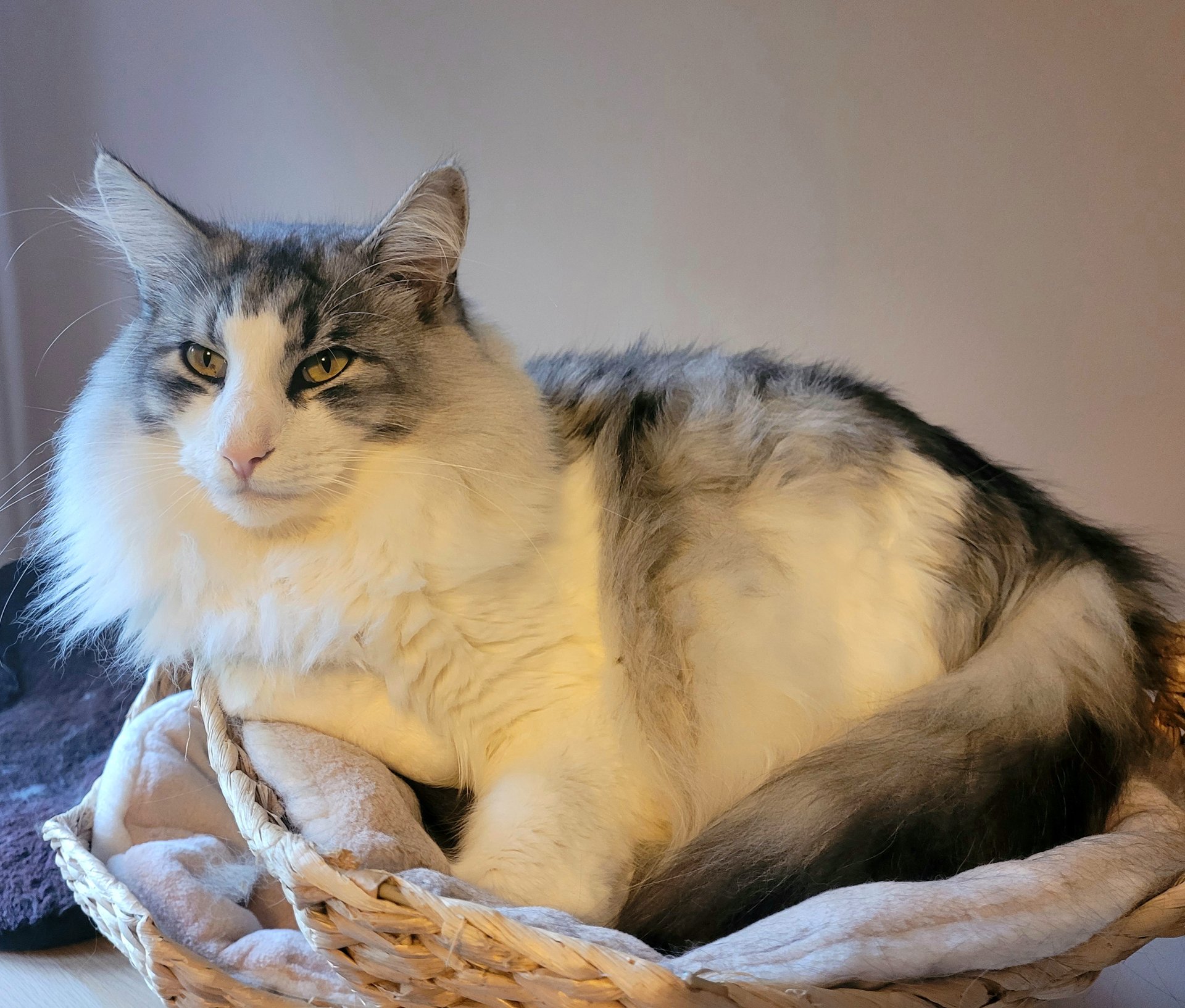 Norwegian Forest Cat
