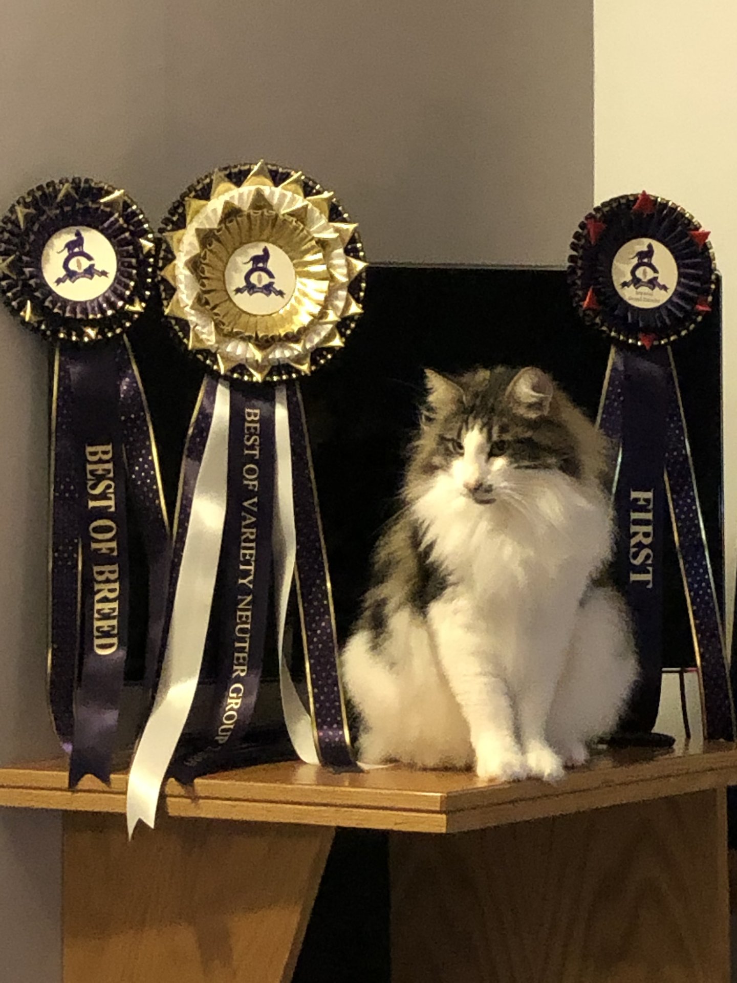 Norwegian Forest Cat