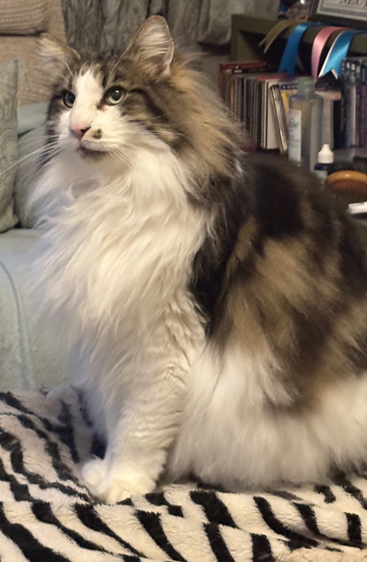 Norwegian Forest Cat