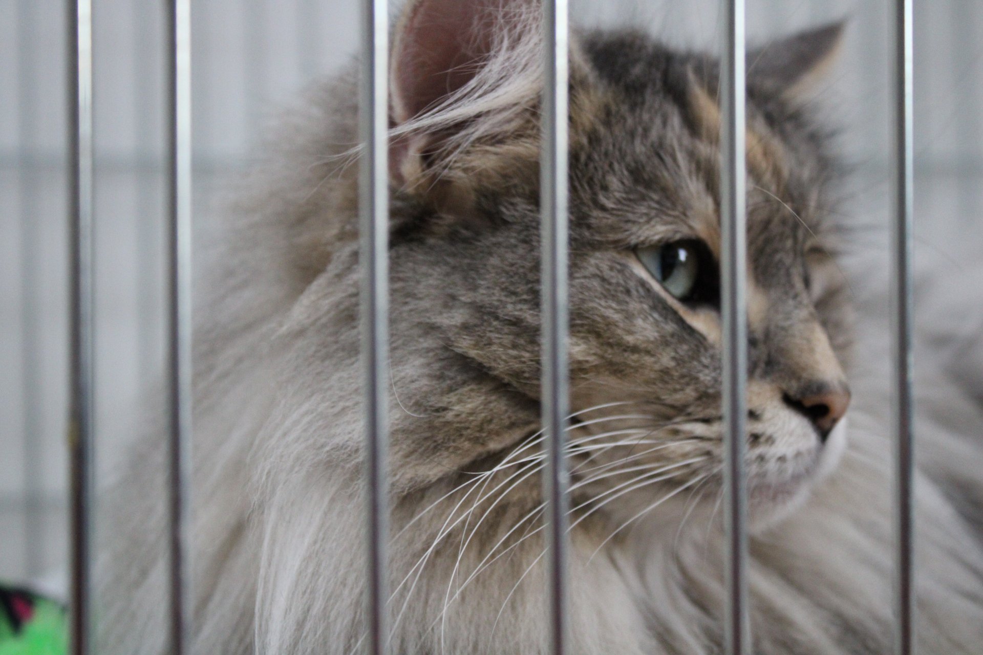 Norwegian Forest Cat