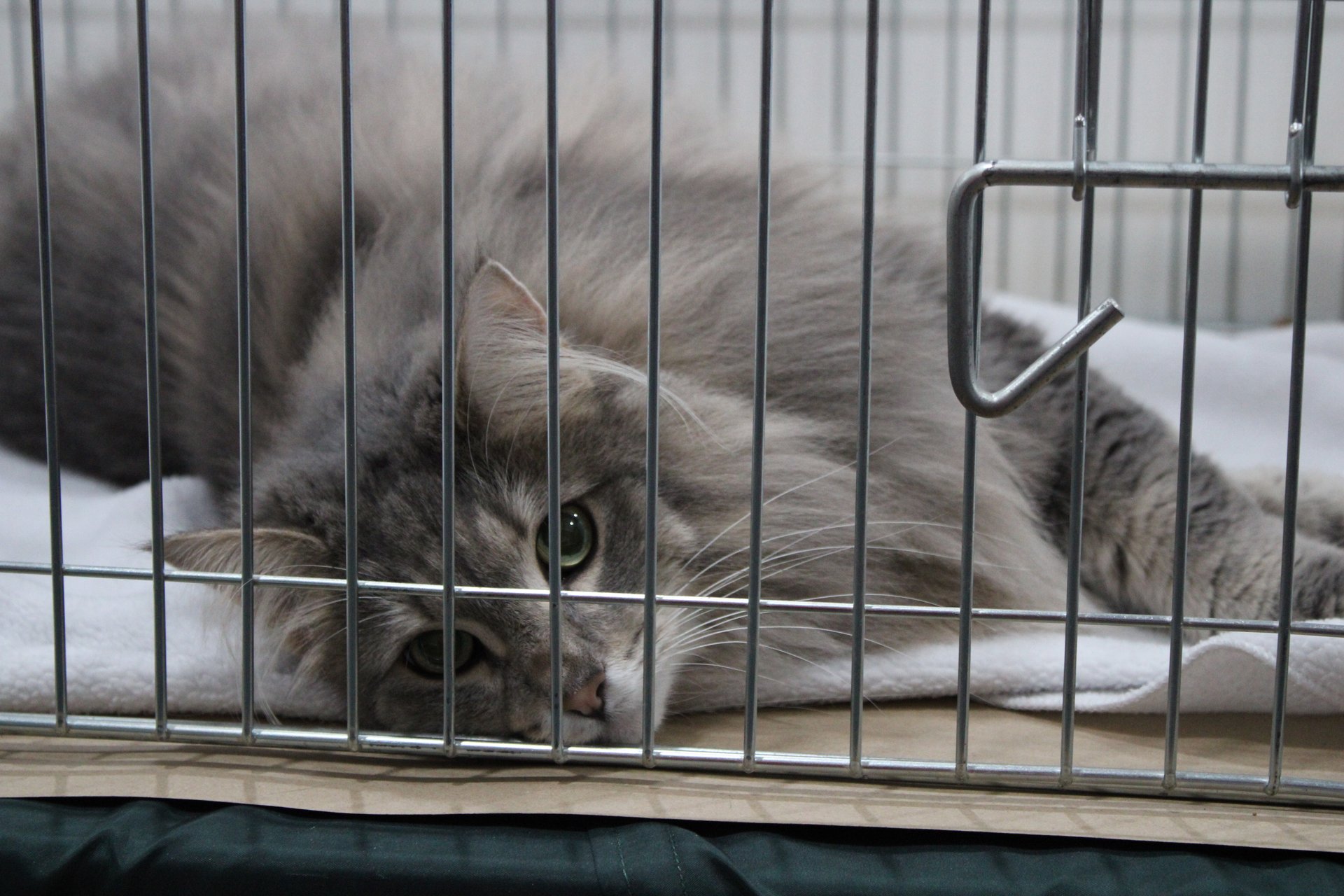 Norwegian Forest Cat