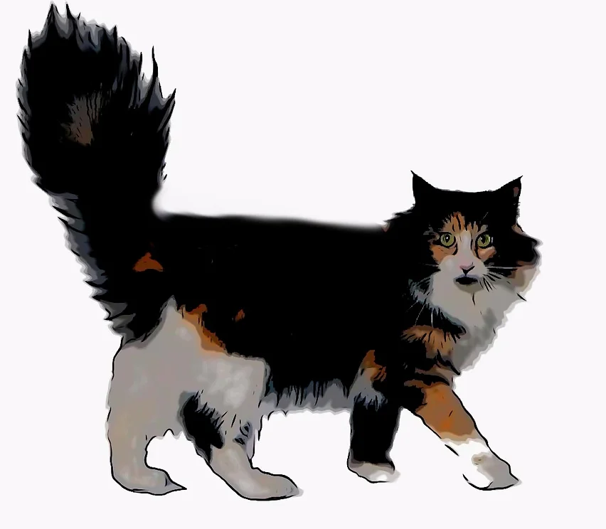 Stance &mdash; higher hind legs than front, long body, large paws
