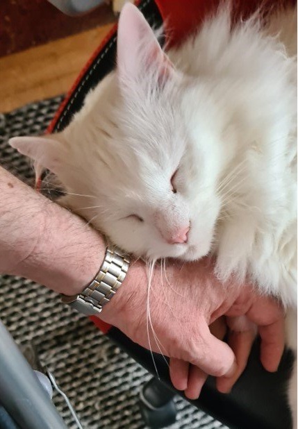 Elrond, deaf white Norwegian Forest Cat