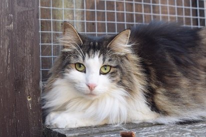 Freya