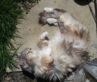 Kaisia, age 12, in her new garden