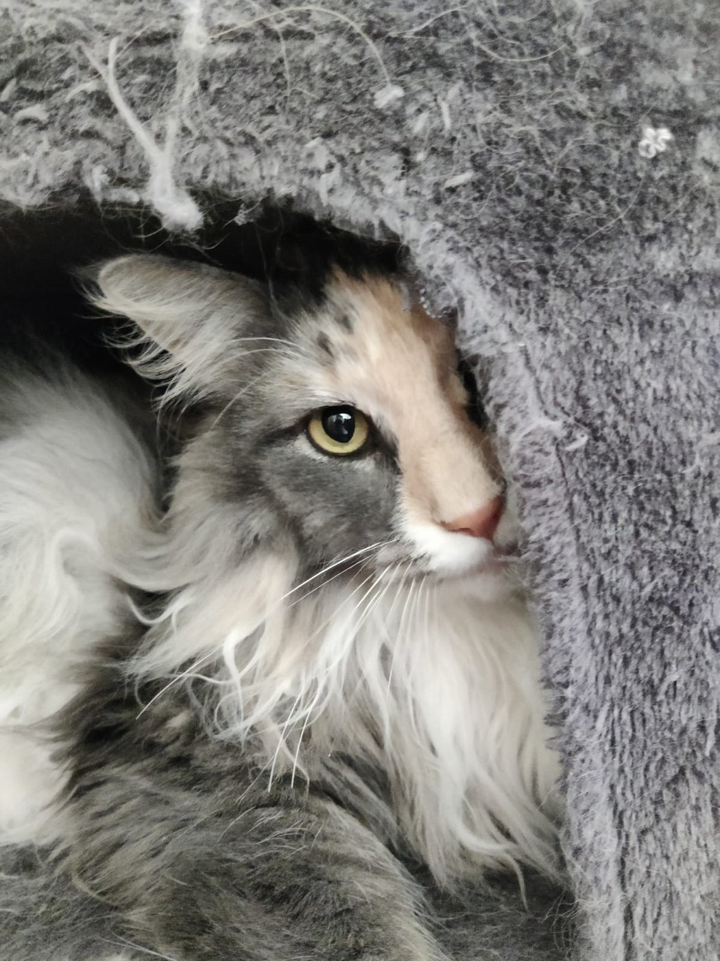 Morska coming out of her shell in her new home