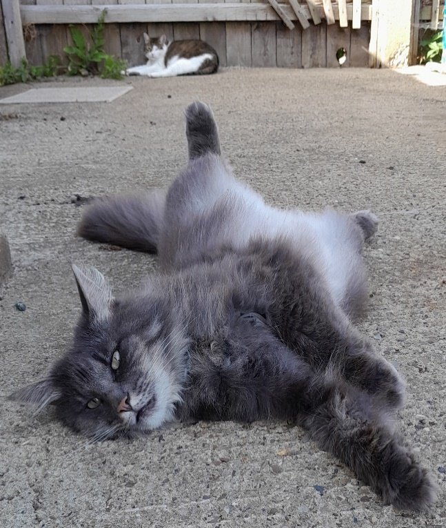 Sarabi relaxing in her new home, with Gandalf in the background